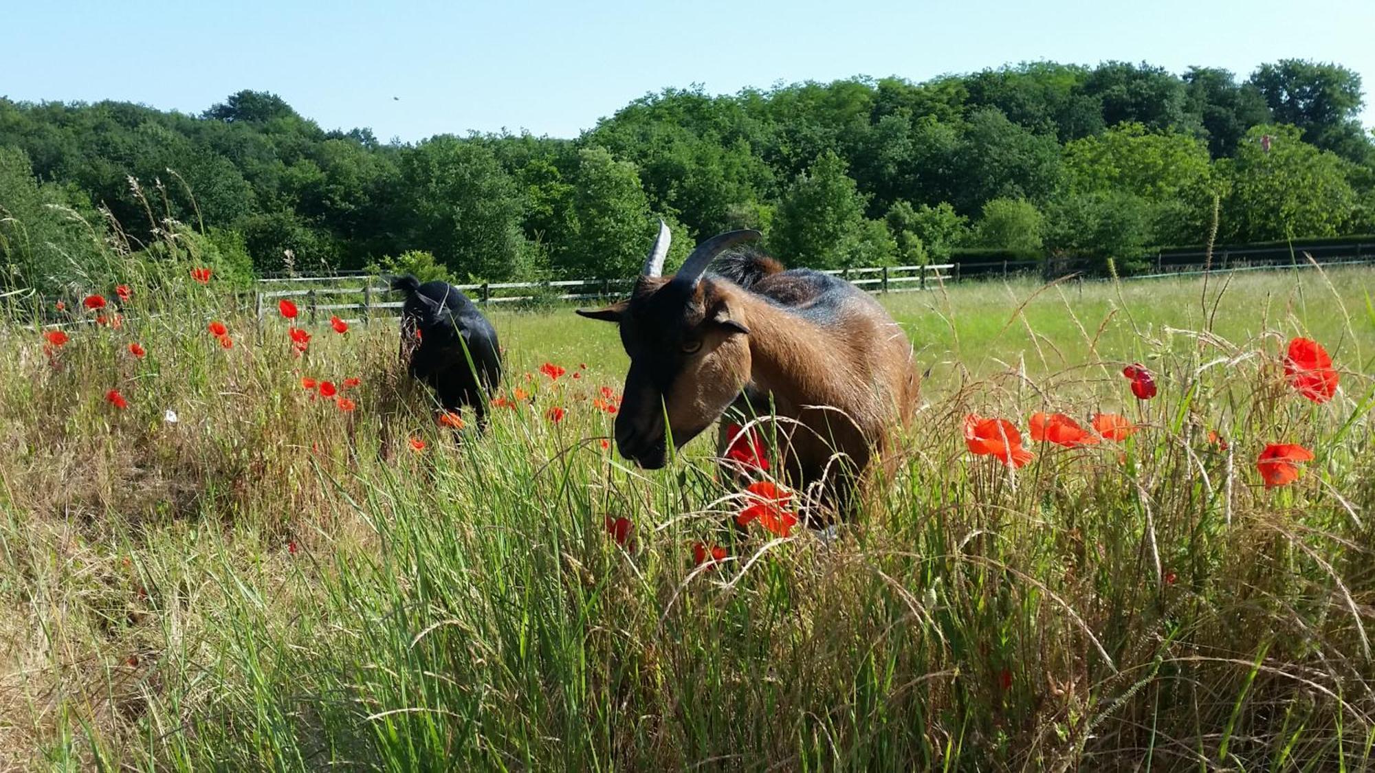 Domaine Equestre De La Chenaie Apartment Сомюр Екстериор снимка